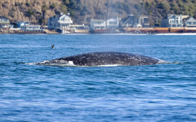 Gray Whale