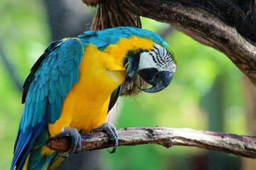 Animal life & the zoo