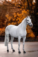 Fototapeta premium Beautiful gray horse on a black background