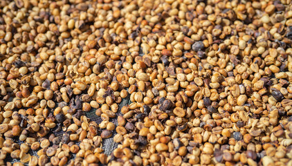 Roasted coffee bean pattern texture background. Raw food material.