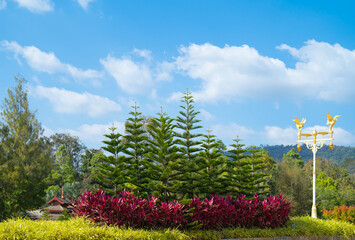 lush green trees in tropical forest in national park in summer season. Nature landscape background.