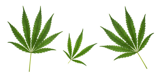 Three cannabis leaves of different sizes isolated on white background.