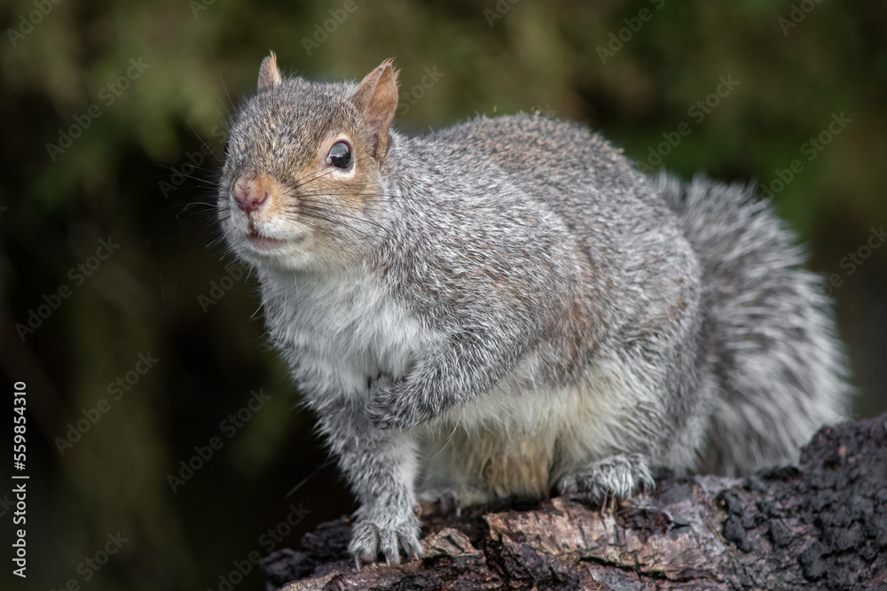 Aufkleber A very close portrait of a gray squirrel as it walks on an old log. It has one foot raised as it walks forward and appears to have a smile 