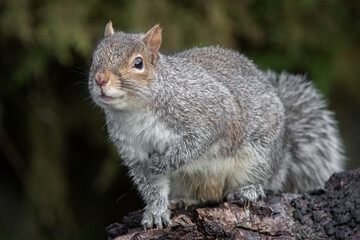 Naklejka na ściany i meble A very close portrait of a gray squirrel as it walks on an old log. It has one foot raised as it walks forward and appears to have a smile 