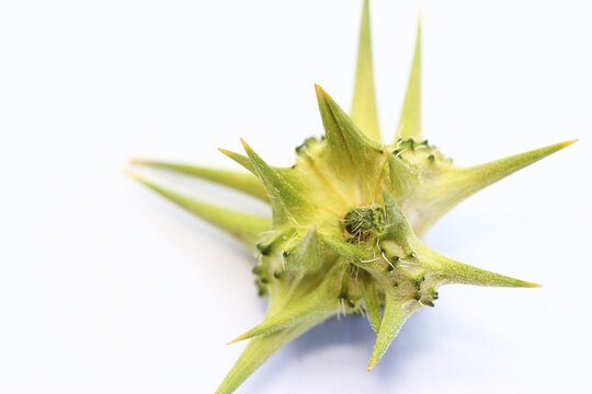 Close-up of a devil's thorn, specifically the one South African's refer to as a dubbeltjie.