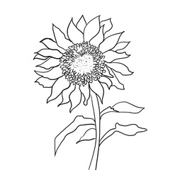 Sunflower doodle white background 