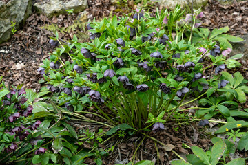 Helleborus orientalis Double Ellen Purple flowers