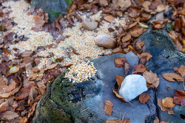 Close up of salt and corn for a deer and wild animals, animal food concept