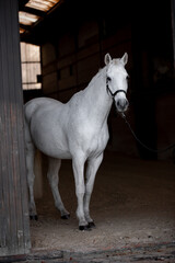 Beautiful gray horse on a black background