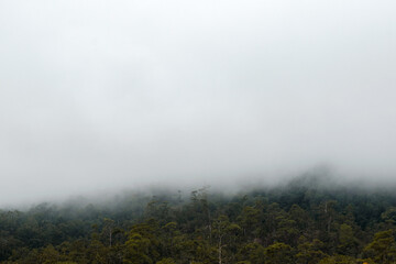 Jungle covered by clouds on the mountains in Asia