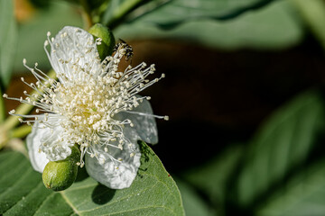 Guava flowers are blooming.