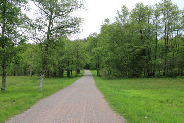 Fototapeta na wymiar Way in Delsjöområdets naturreservat, Gothenburg Sweden