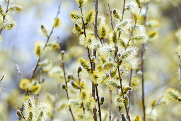 Salix caprea, Goat willow, Pussy willow or Great Sallow