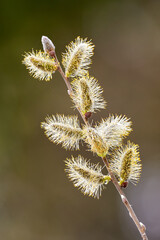 Obraz premium Salix caprea, Goat willow, Pussy willow or Great Sallow