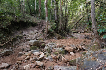 Dry riverbed in the jungle with sand and rocks