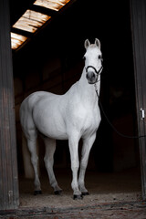 Beautiful gray horse on a black background