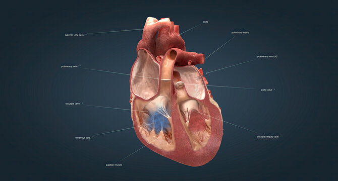 There Are 4 Valves In The Heart. Valves Are The Aortic Valve, Mitral Valve, Pulmonary Valve, And Tricuspid Valve