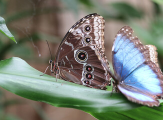 Blauer Morphofalter - Peleides blue morpho