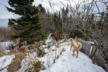 A Goldendoodle watches the surroundings on the edge of the St-Lawrence River in winter