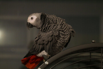 A portrait of a pet African Grey Parrot at his home.