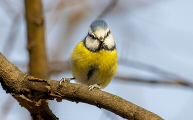 Obraz na płótnie Canvas Eurasian Blue Tit. Blue tit is looking into camera. Close up bird. Bird with blue head and blue wings and yellow stomach and chest. blue and yellow plumage and black stripe throw its eyes. Sunny day