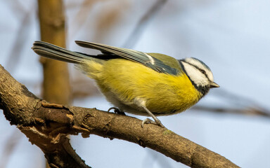 Eurasian Blue Tit. Blue tit is looking into camera. Close up bird. Bird with blue head and blue wings and yellow stomach and chest. blue and yellow plumage and black stripe through its eyes. Sunny day
