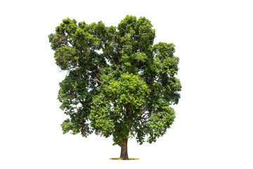 Fototapeta na wymiar Tree on transparent picture background with clipping path, single tree with clipping path and alpha channel
