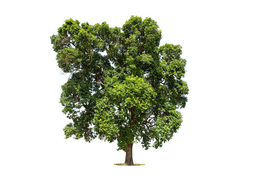 Tree on transparent picture background with clipping path, single tree with clipping path and alpha channel