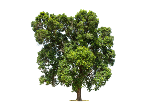 Tree on transparent picture background with clipping path, single tree with clipping path and alpha channel