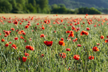 a field of red poppies in springtime