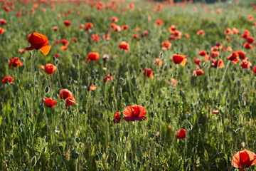 a field of red poppies in springtime