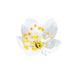 Spring flower blossom white plum flower in PNG isolated on transparent background