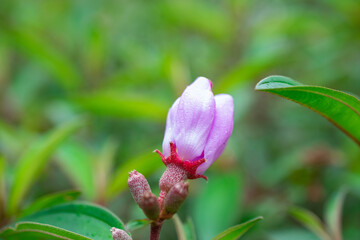Blue tongue | Native lassiandra | Melastoma affine | Melastomataceae flower