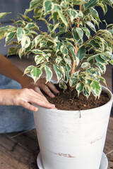 A young girl transplants a ficus into a large flower pot. Gardening, spring planting, houseplant care. concept of love for nature. Ecology and environment.