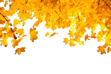 Yellow and orange autumn leaves in PNG isolated on transparent background