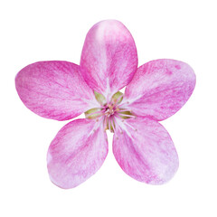 Pink sakura flower in PNG isolated on transparent background