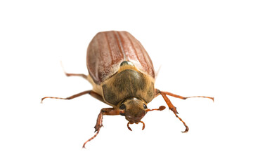 May bug beetle or cockchafer (Melolontha melolontha) in PNG isolated on transparent background -...