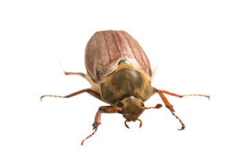 May bug beetle or cockchafer (Melolontha melolontha) in PNG isolated on transparent background - macro shot of big beetle