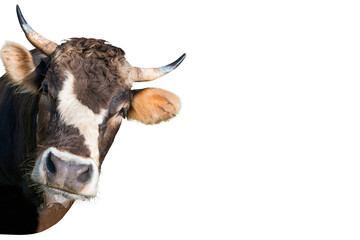 Funny cow head from farm in PNG isolated on transparent background - 559859388