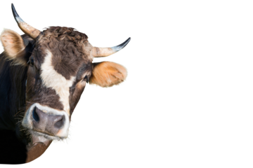 Funny cow head from farm in PNG isolated on transparent background