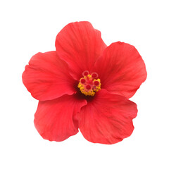 Red flower rose hibiscus in PNG isolated on transparent background
