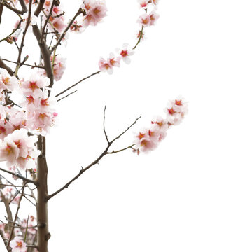 Branch with white pink flowers easter cherry tree in PNG isolated on transparent background