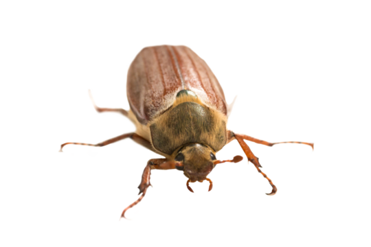 May bug beetle or cockchafer (Melolontha melolontha) in PNG isolated on transparent background - macro shot of big beetle