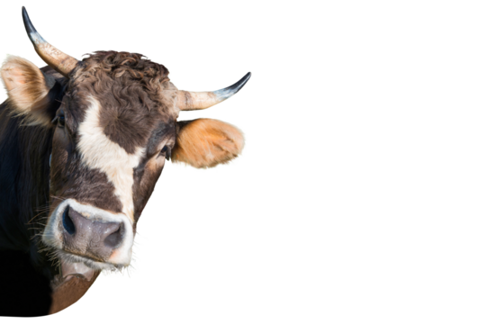 Funny cow head from farm in PNG isolated on transparent background