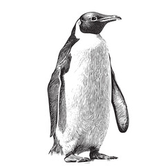 Cute penguin sketch hand drawn in engraving style Vector illustration © BigJoy