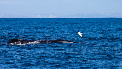 Beautiful, impressive large sperm whale emerging from the surface and and gannet flying over it...