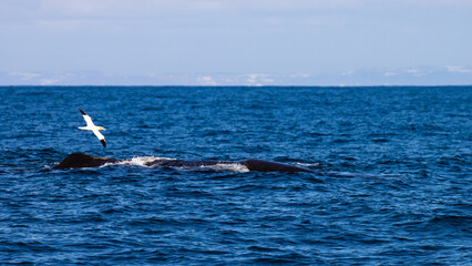 Beautiful, impressive large sperm whale emerging from the surface and and gannet flying over it spotted in the Icelandic Fjords near Ólafsvík on the Snæfellsnes Peninsula, Iceland