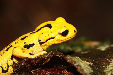 Yellow salamander head on dark background