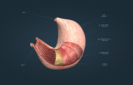 Cardia Bilder Durchsuchen 798 Archivfotos, und Videos