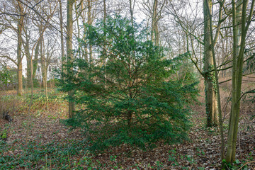 Yew tree (Taxus baccata) growing in the shade below other trees in a park